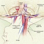 анатомия при пункции яремной вены