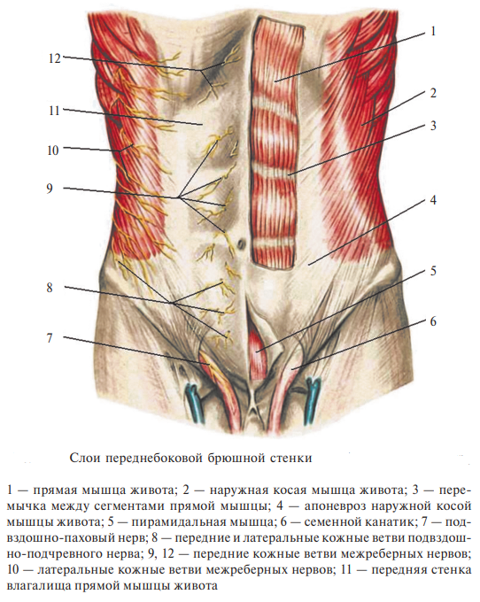 Границы переднебоковой стенки