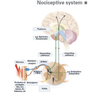 Ноцицептивная система