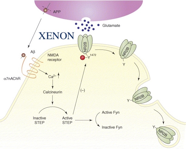 Ксенон и НМДА-рецептор